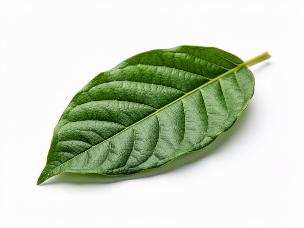 feuille naturelle non traitée