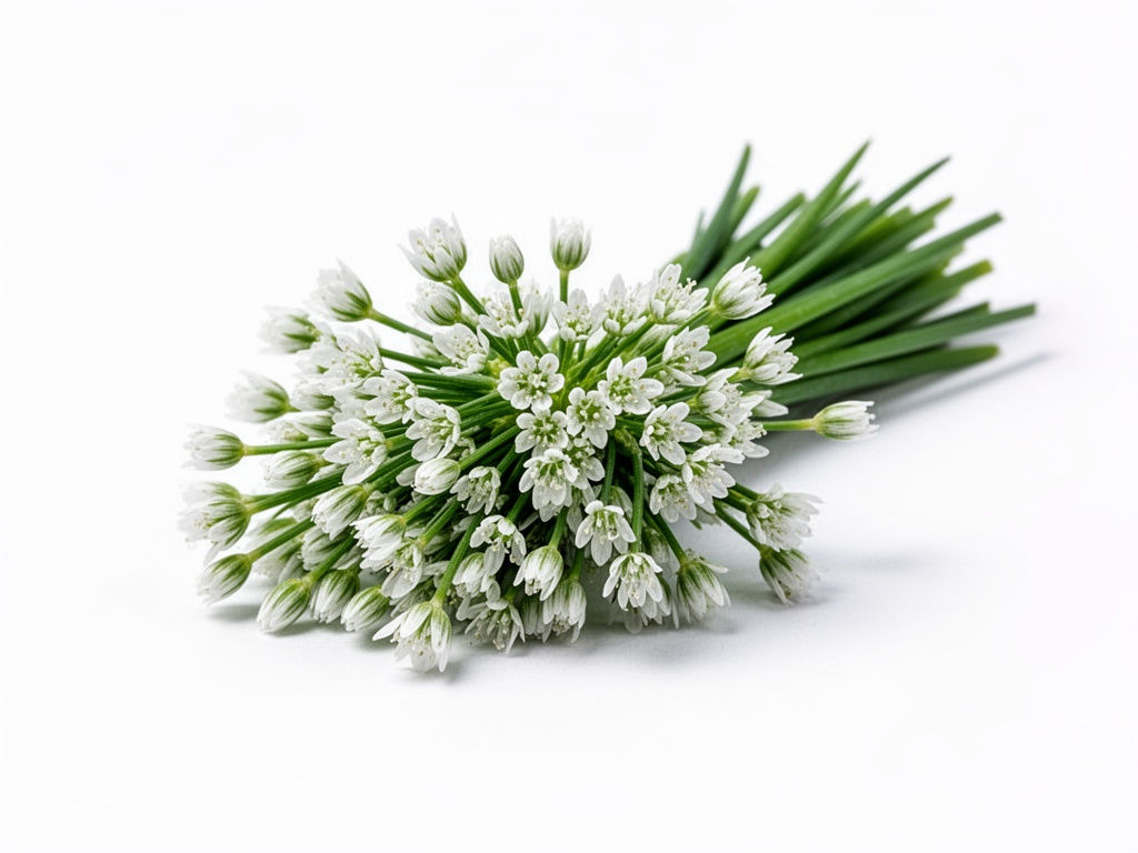 fleur de ciboulette