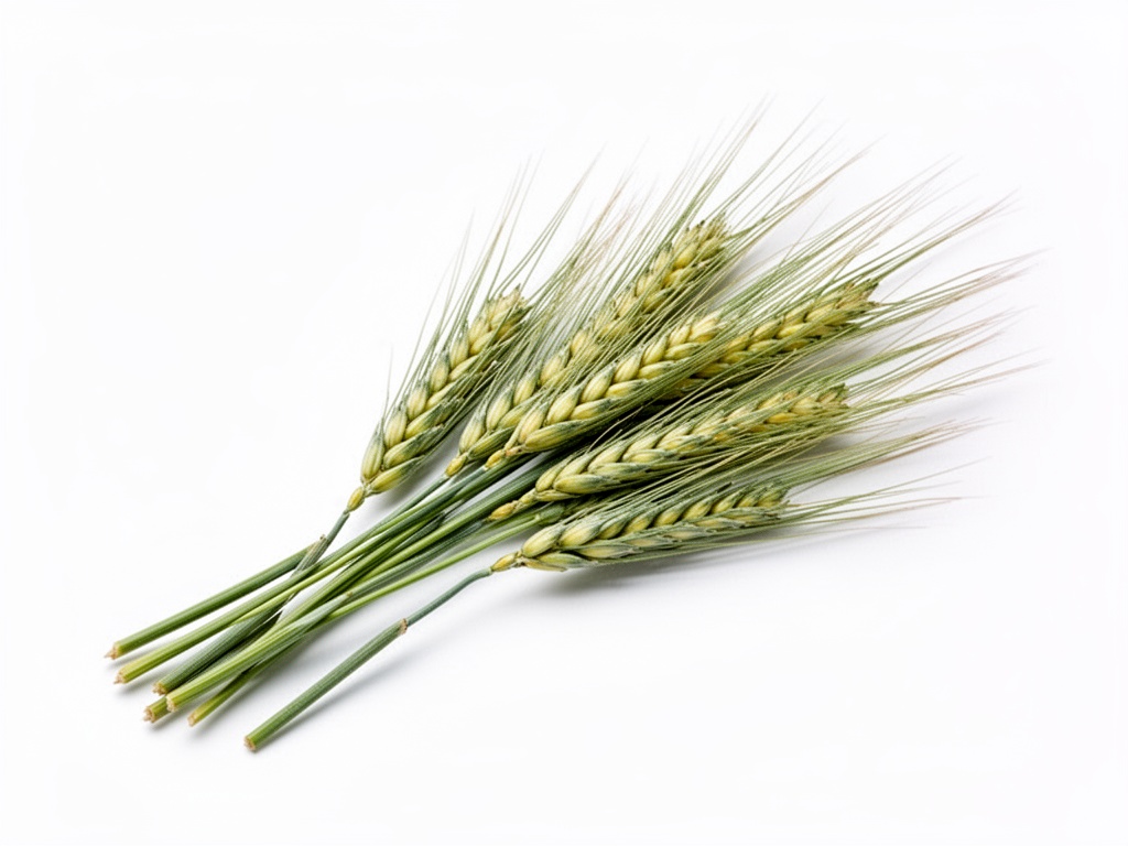 herbe de blé fraîche