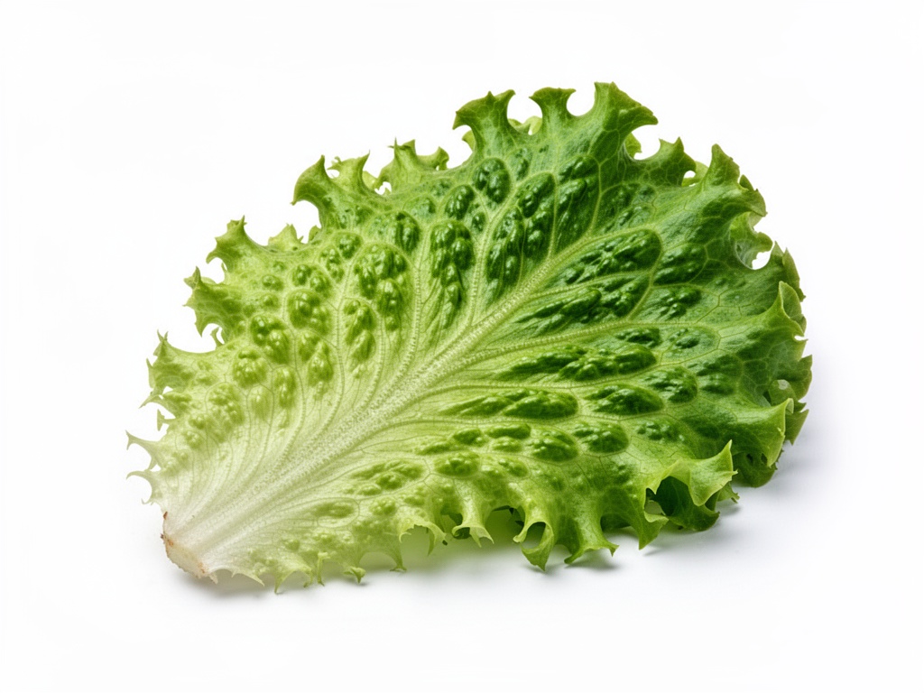 laitue romaine