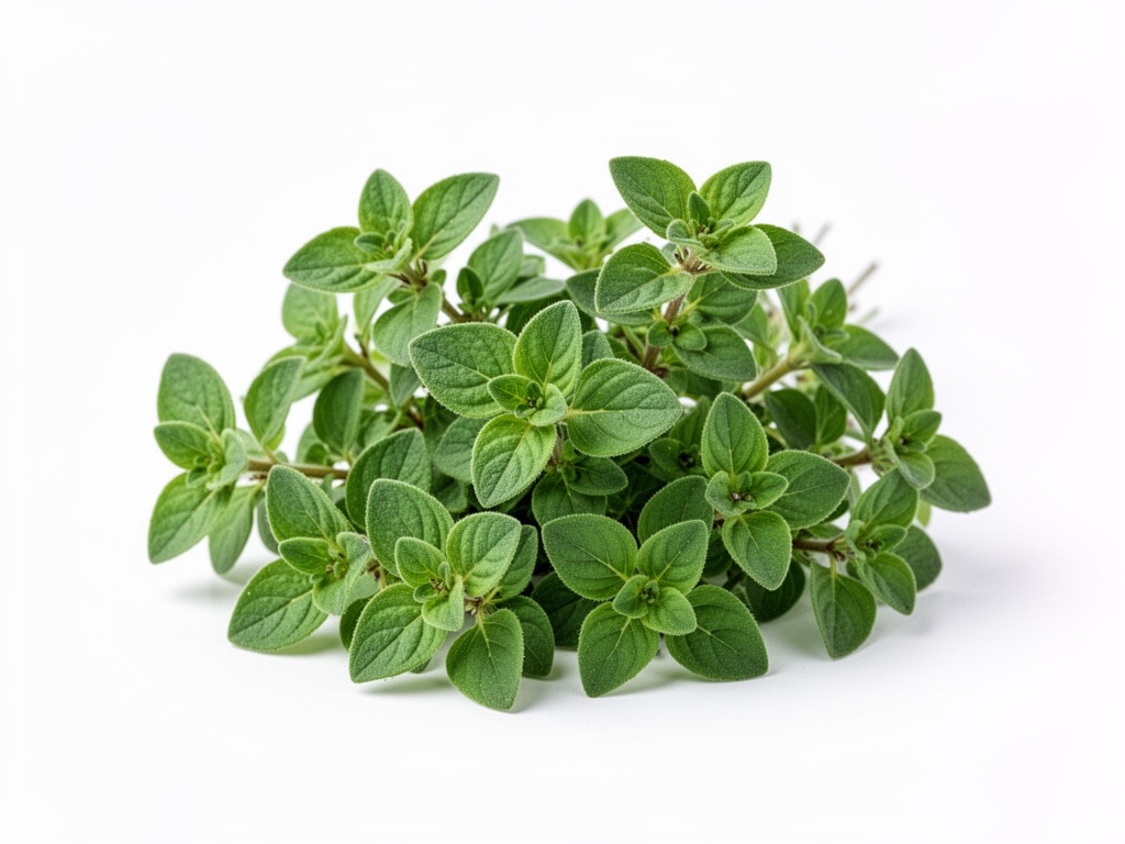 origan frais