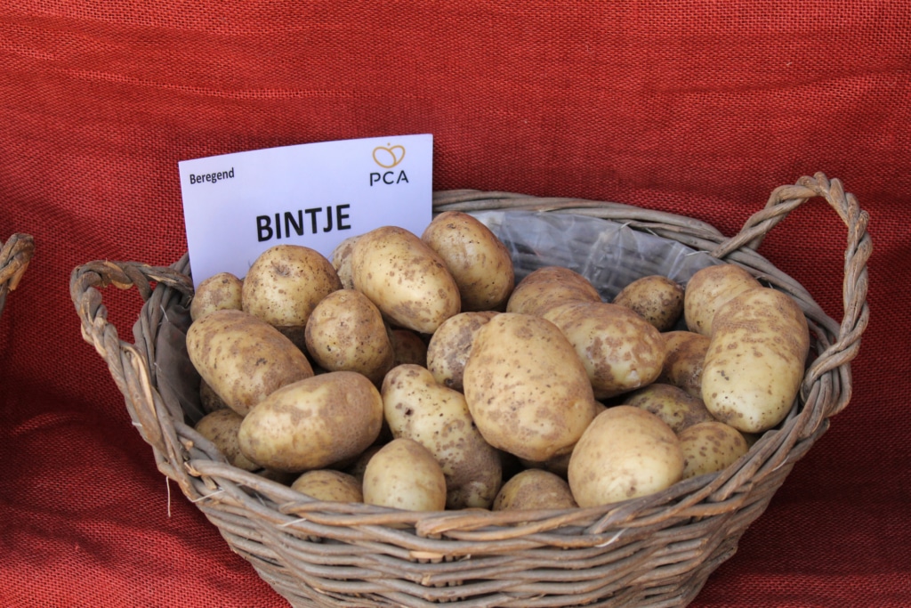 pour des frites au four savoureuses, les Bintjes sont recommandées