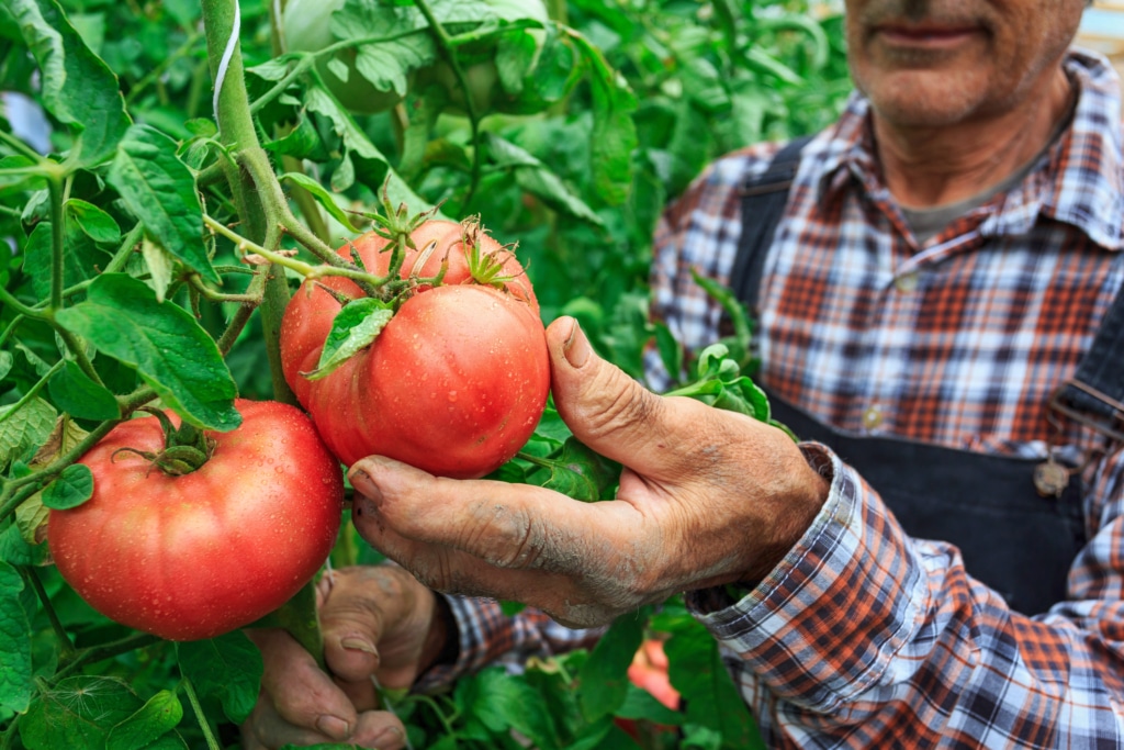 La tomate est précieuse