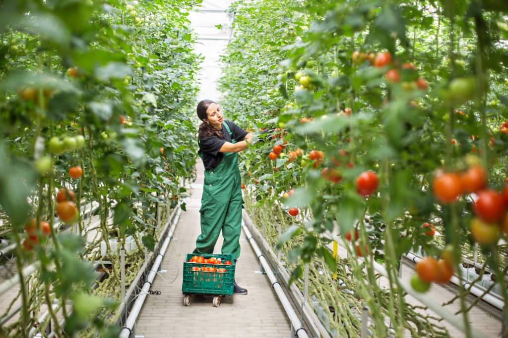 La tomate reste particulièrement cultivée sous serre
