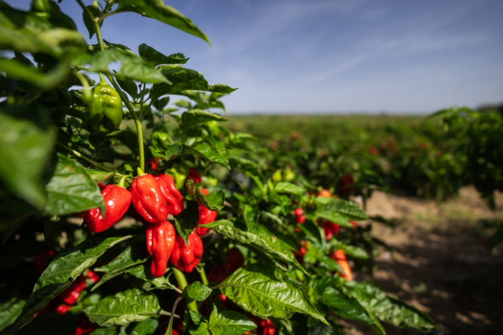 Gros plan sur des piments habanero rouges mûrs